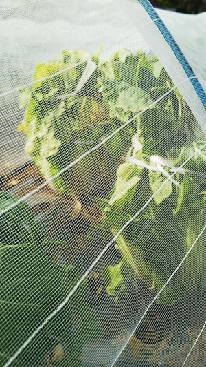 白菜